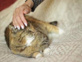 Bailutė, 5m., benamėlė, galimybė atvežti