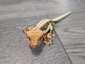 Crested gecko Lilly white