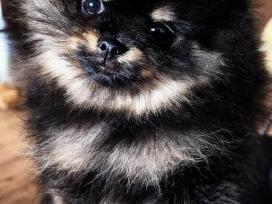 Mažas pūkuotas stebuklas! Juodas su rudu Pomerania