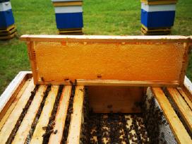 Medus, pikis (propolis), bičių duonelė, vaškas