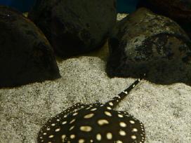 Raja Black Diamond