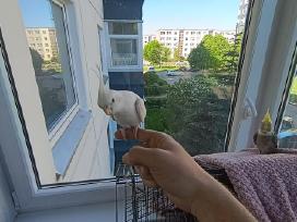 Nimfos su narvu ir priedais