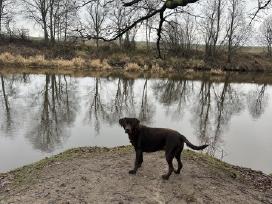 Atiduodu šunį Labrador ruda mergaitė 5 metai