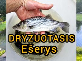 Dryzuotasis ešerys stripped Bass auga 4-7 kg