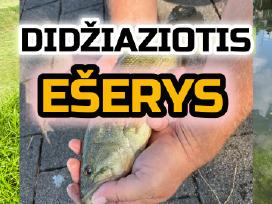 Largemouth bass šiaurės Amerikos ešeriai zuvys