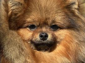 Pomeranijos špicas Escort