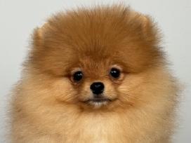 Pomeranijos špicas Kambyses