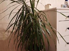 Dracena