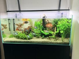 Parduodamas Pilnai Įrengtas 432 L Akvariumas