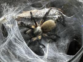 Įvairūs Tarantulai + skorpionas + šimtakojis