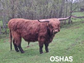 100% Hailendų veislės buliukai