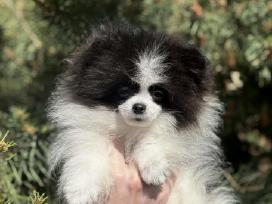 Špiciukė Panda