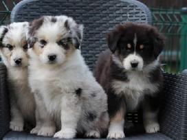 Aussi blue merle & black tricolor