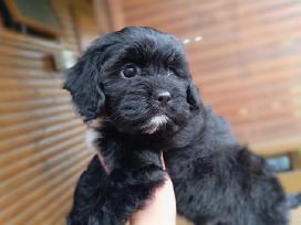 Cavapoo