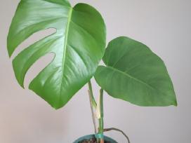 Monstera Borsigiana