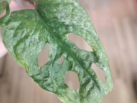 Monstera Adansonii Mint