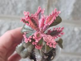 Kalanchoe Pink Butterflies