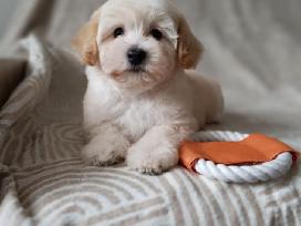 Maltipoo