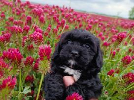 Cavapoo