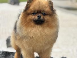 Pomeranijos špicas Escort