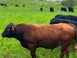 Parduodami grynaveisliai Angus jauciai