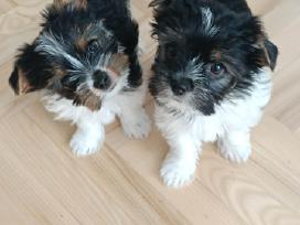 Biewer Yorkshire Terrier šuniukai