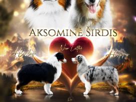 Australų aviganių veislynas "Aksominė širdis"