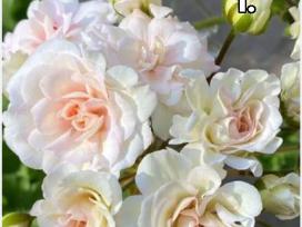 Pelargonija daigai