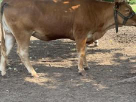 Telycia