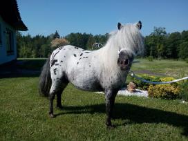 Miniatiūrinė appaloosa poni kumelė