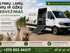 Alpakų, lamų, avių ir ožkų pervežimas