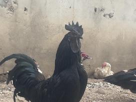 Ayam Cemani,australorp,leghorn gaidžiai