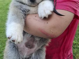 Japonų akita