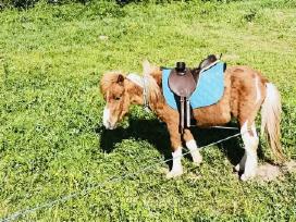 Poni