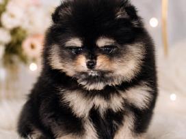 Pomeranijos špiciukas,babyface, mini bus