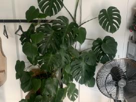 Gražiai nuaugusi Monstera