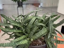 Gasteria