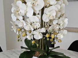 Dirbtine orchideja + dirbtiniu geliu dezute