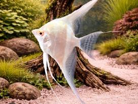 Ieškau pirkti albino dantum