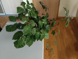 Kambarinė Vynuogė