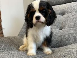 Kavalieriaus karaliaus Karolio spanieliukai
