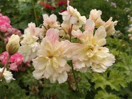 Pelargonijos - didelis pasirinkimas