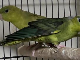 Atiduodu