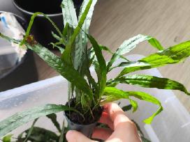 Akvariumo augalas java fern (papartis)