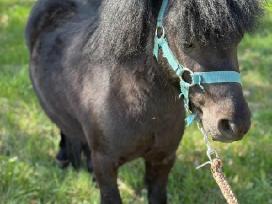 Ponis