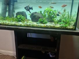 Parduodu 120 ltr akvariuma