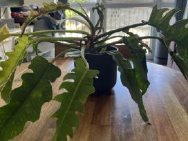 Philodendron ring of fire