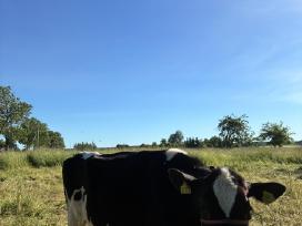 Parduodamos 4 sėklinamo amžiaus telyčios