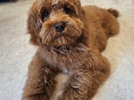 Cavapoo F1