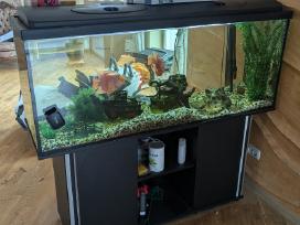 Akvariumas (~450 l) su spintele, filtru ir žuvimis